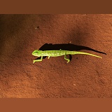 Chameleon on red sand