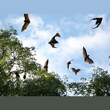 Madagascar Flying Foxes in flight