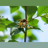European Hornet queen on cotoneaster