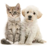 Woodle pup and Maine Coon kitten
