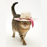 Bengal cat walking along with a straw hat on