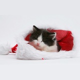 Black-and-white kitten asleep in a Santa hat