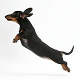 Miniature Dachshund leaping