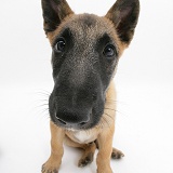 Belgian Shepherd Dog pup