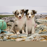 Sheltie pups on a beach