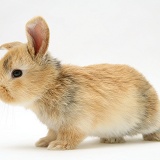 Baby sandy Lop rabbit