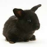 Baby black Lop rabbit
