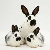 English spotted rabbit mother and babies