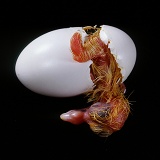 Domestic pigeon egg hatching