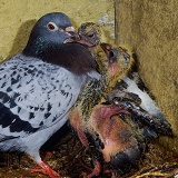 Domestic pigeon with squabs