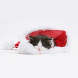 Black-and-white kitten asleep in a Santa hat