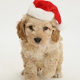 American Cockapoo puppy wearing a Santa hat