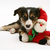 Border Collie puppy with a Santa toy
