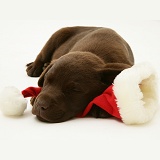 Chocolate Retriever pup asleep on a Santa hat