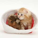 Dachshund pup ginger kitten in a Santa hat
