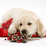 Golden Retriever pup with Christmas cracker