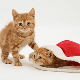 Ginger kittens playing with a Santa hat
