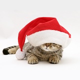 Tabby cat under a Santa hat