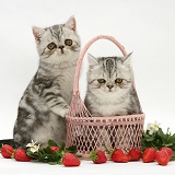 Exotic kittens with pink wicker basket and strawberries