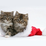 Maine Coon kittens, 8 weeks old, in a Santa hat