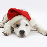 Border Collie-cross pup wearing a Santa hat