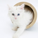 Birman x Ragdoll kitten coming out of a flowerpot