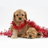 Golden Cockapoo pups, 6 weeks old, with tinsel