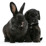 Black Cockapoo pup, 6 weeks old, with a black rabbit