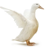 White duck, wing whirring