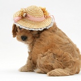 Golden Cockapoo pup, 6 weeks old, wearing a straw hat