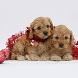 Golden Cockapoo pups, 6 weeks old, with tinsel