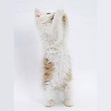 Birman x Ragdoll kitten standing and grasping