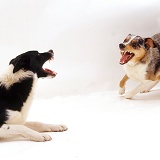 Border Collies exchanging angry snarls