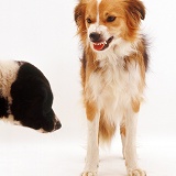 Border Collie snarling