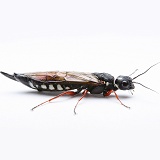 Alder Wood-wasp