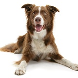 Chocolate Border Collie lying with head up