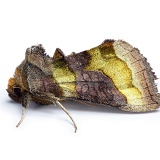 Burnished Brass moth