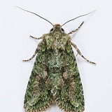 Brindled Green Moth