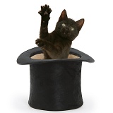 Black kitten popping out of a black top hat