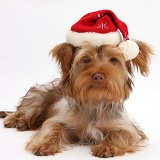 Yorkie x Poodle pup with Santa hat on