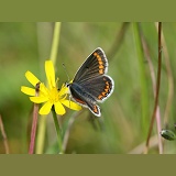 Brown Argus butterfly on hawkweed