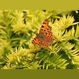 Comma butterfly on yew