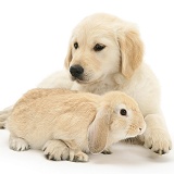 Golden Retriever pup with young Sandy Lop rabbit