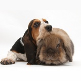 Basset Hound pup with Lionhead x Lop rabbit