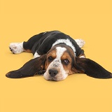 Basset Hound pup with chin on floor