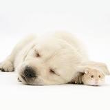 Sleepy Retriever-cross pup with hamster under its ear