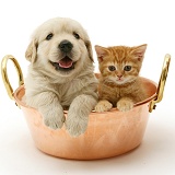 Golden Retriever pup and ginger kitten in a copper pan
