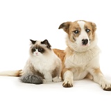 Bicolour colourpoint cat with red merle Border Collie