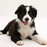 Black-and-white Border Collie pup