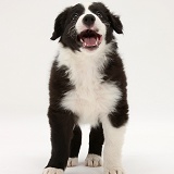 Black-and-white Border Collie pup